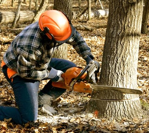 Tree Removal in Starr, SC